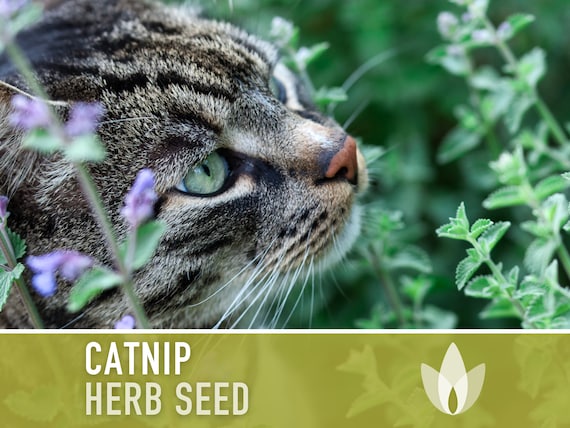 Pet top greens catnip