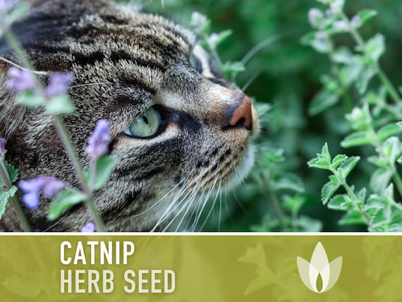 Catnip garden® herbe à chat naturelle en pot — Boutiques d'animaux