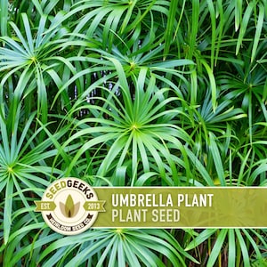 Umbrella Plant Seeds – Cyperus Alternifolius, Ornamental Grass, Non-GMO image 1