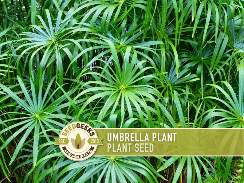 Umbrella Plant Seeds – Cyperus Alternifolius, Ornamental Grass, Non-GMO image 1