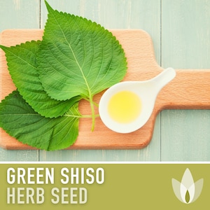 Green Shiso Herb Seeds - Heirloom Seeds, Asian Seeds, Perilla Seeds, Umeboshi Plums, Radish Pickles, Culinary Herb, Open Pollinated, Non-GMO
