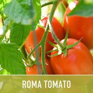 Roma Tomato Heirloom Seeds Paste Tomato, Seed Packet, Non-GMO, Open Pollinated image 5