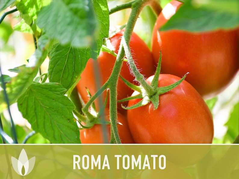 Roma Tomato Heirloom Seeds Paste Tomato, Seed Packet, Non-GMO, Open Pollinated image 5