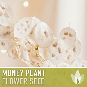Money Plant Seeds – Heirloom Lunaria, Cut Flowers, Pollinator Garden zdjęcie 4