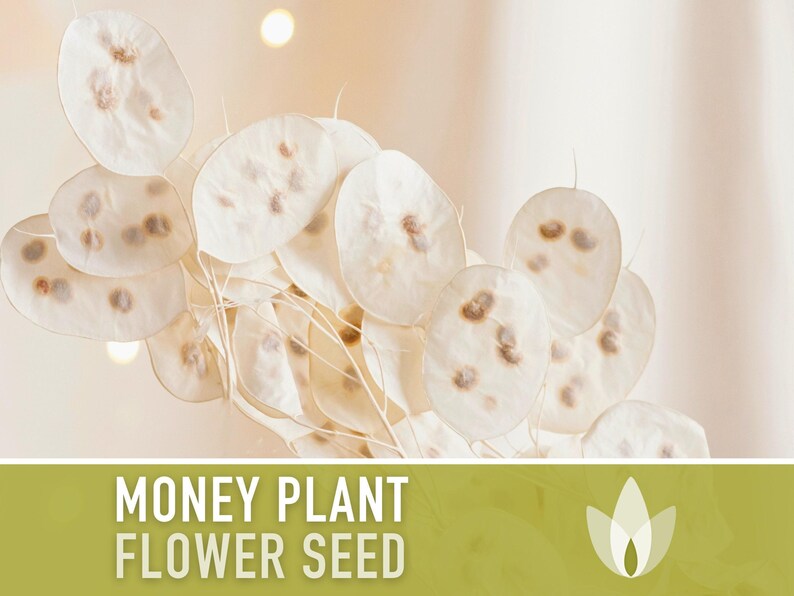 Money Plant Seeds – Heirloom Lunaria, Cut Flowers, Pollinator Garden zdjęcie 4