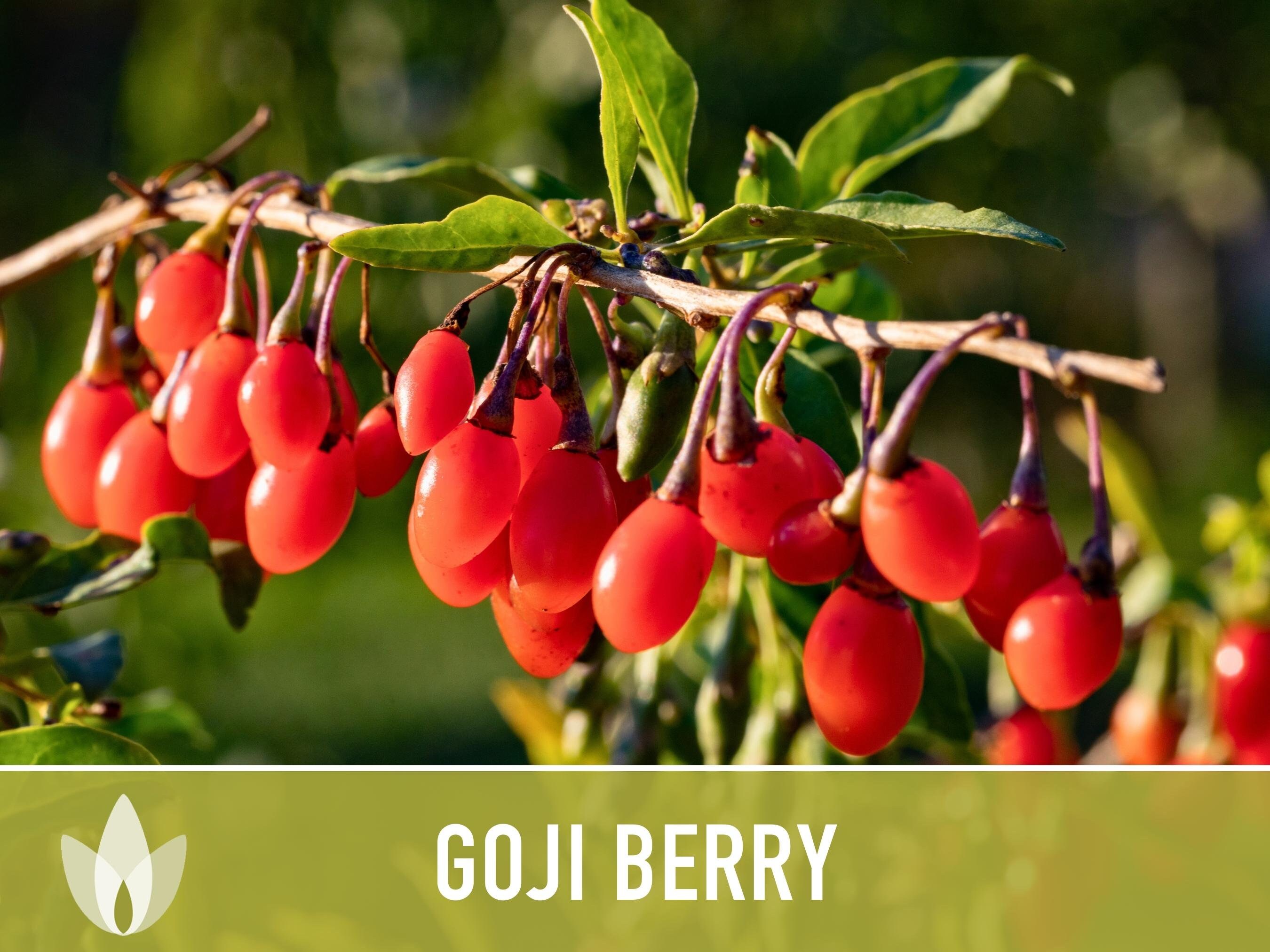 Goji Berry Seeds – Lycium Chinense, Heirloom Non-gmo (50 Seeds) - Etsy