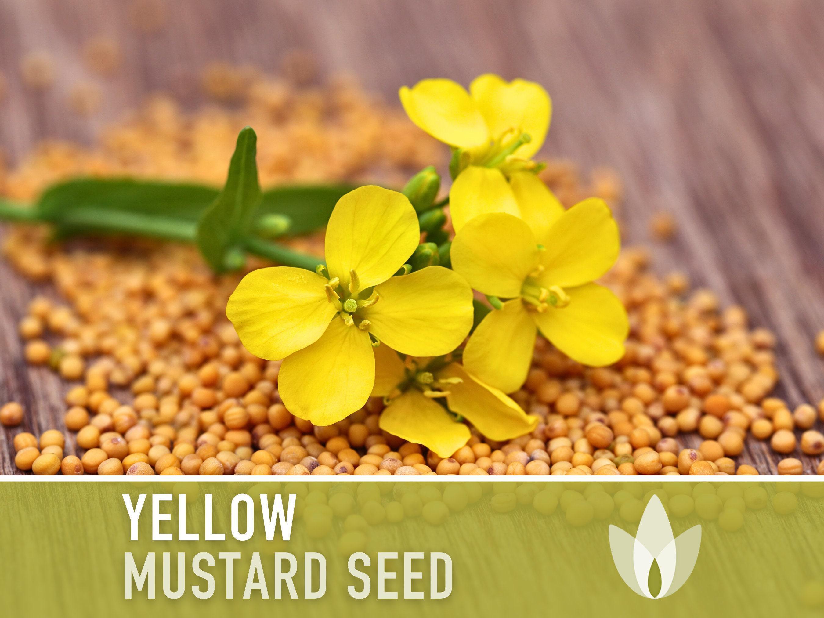 Yellow Mustard Seeds - Heirloom, Non-gmo (250 Seeds) - Etsy
