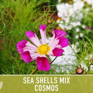 Sea Shells Cosmos Flower Seeds, Pollinator Friendly, Heirloom Non-GMO image 5
