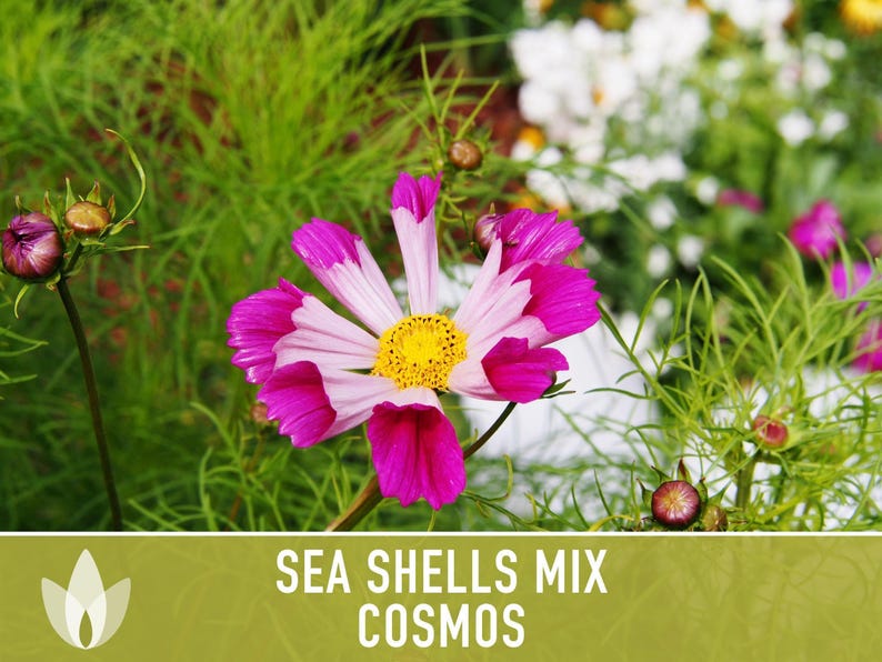 Sea Shells Cosmos Flower Seeds, Pollinator Friendly, Heirloom Non-GMO image 5