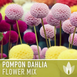 Dahlia, Pompon Flower Seeds - Heirloom Seeds, Dahlia Flower Mix, Cut Flower Seeds, Pollinator Friendly, Open Pollinated, Non-GMO