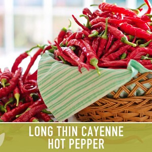Cayenne Pepper Seeds - Long Thin Red Hot Peppers, Non-GMO image 6