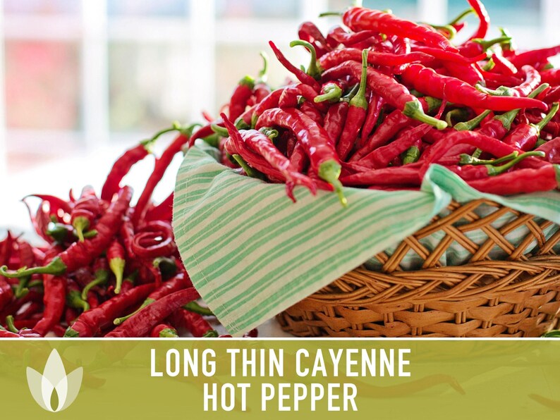 Cayenne Pepper Seeds - Long Thin Red Hot Peppers, Non-GMO image 6