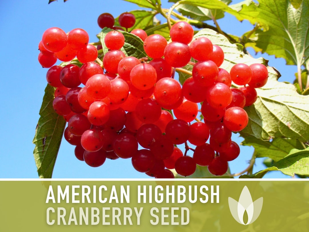Cranberry Seeds, American Highbush Heirloom Seeds, Open