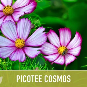 Picotee Cosmos Flower Seeds - Heirloom Flowers, Cut Flowers, Butterfly Garden, Pollinator Friendly, Non-GMO image 6