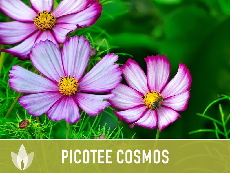 Picotee Cosmos Flower Seeds - Heirloom Flowers, Cut Flowers, Butterfly Garden, Pollinator Friendly, Non-GMO image 6