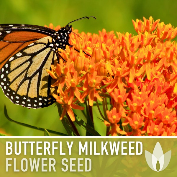 Butterfly Milkweed Seeds - Ascelpias Tuberosa, Heirloom Seeds, Monarch Butterfly, Common Milkweed Seeds, Native Seeds, Flower Seeds, Non-GMO