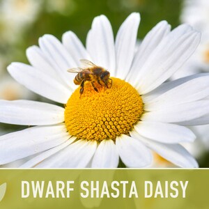 Dwarf Shasta Daisy Flower Seeds Heirloom, Tall Shasta, Edible Flowers, Cut Flowers, Dried Flowers, Container Garden, Cottage Garden image 2