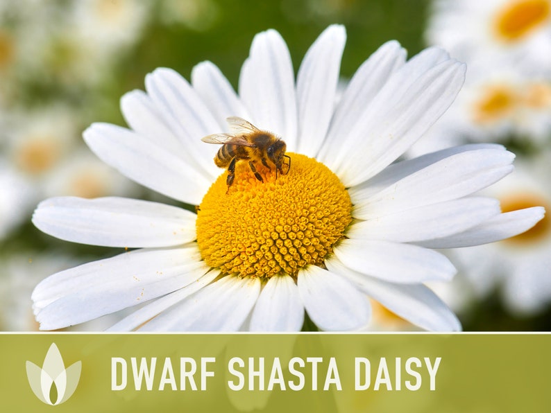 Dwarf Shasta Daisy Flower Seeds Heirloom, Tall Shasta, Edible Flowers, Cut Flowers, Dried Flowers, Container Garden, Cottage Garden image 2