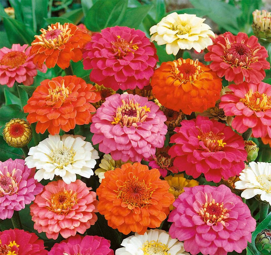 Zinnia, Thumbelina Mix Heirloom Seeds - Flower Seeds, Flower Mix, Dwa…