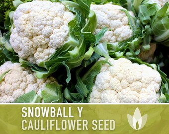 300+ Cauliflower Seeds Self Blanche Variety - Cool Weather Vegetable Garden, Free Shipping
