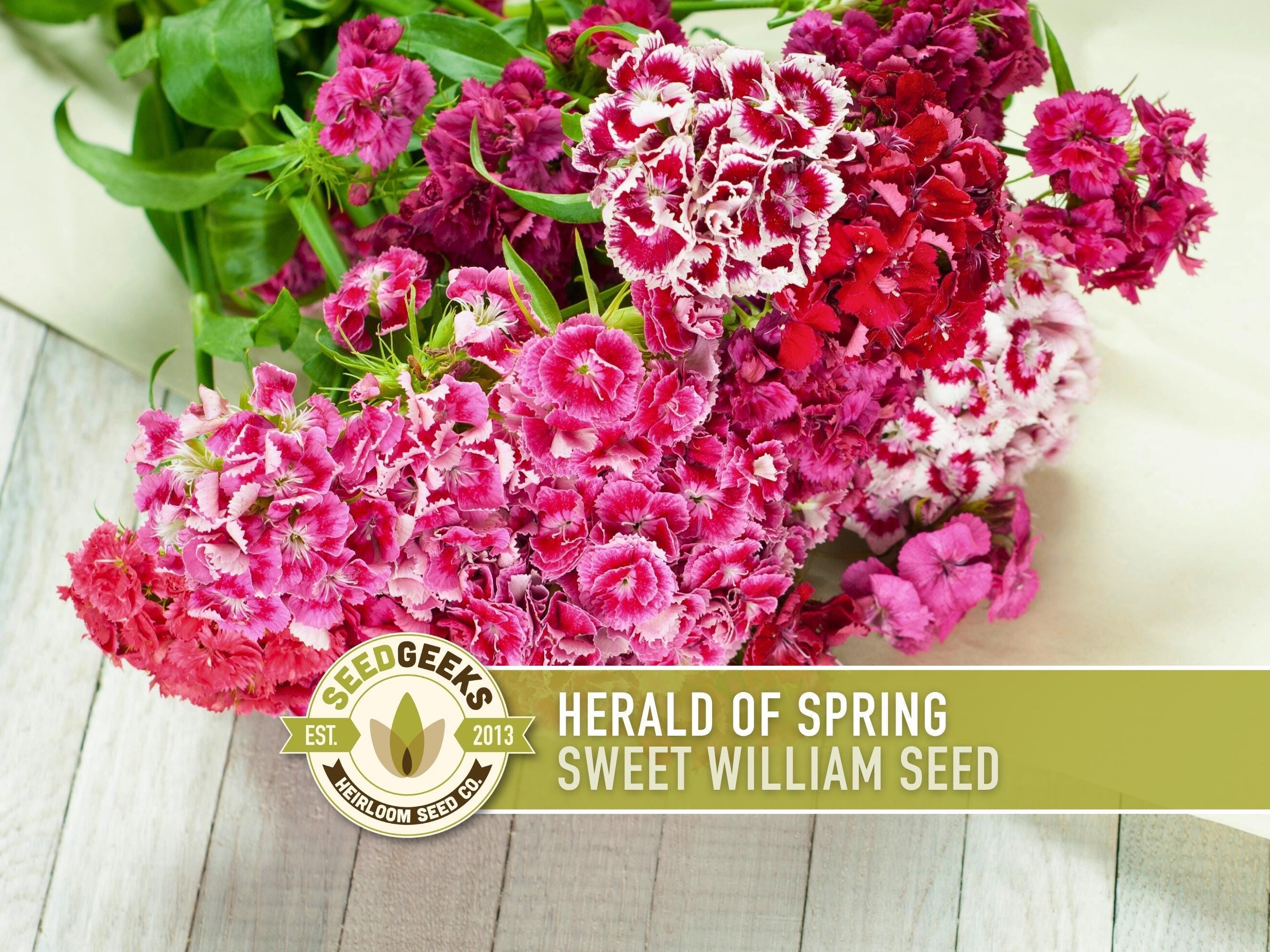 Sweet William Flower Seeds, Heirloom Herald of Spring Mix, 100 Non
