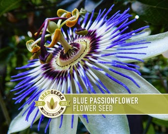 Blue Passionflower Seeds | 20+ Seeds, Heirloom, Non-GMO, Vining Flower, Fragrant, Medicinal, Passiflora caerulea
