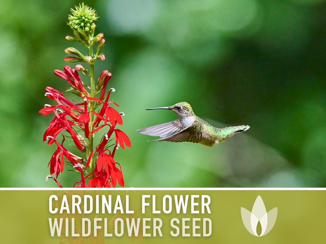 Cardinal Flower Seeds Heirloom Seeds, Lobelia Cardinalis, Hummingbird