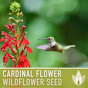 Cardinal Flower Seeds - Heirloom Seeds, Lobelia Cardinalis, Hummingbird Garden, Wildflower Seeds, Native Seeds, Rain Garden, Non-GMO