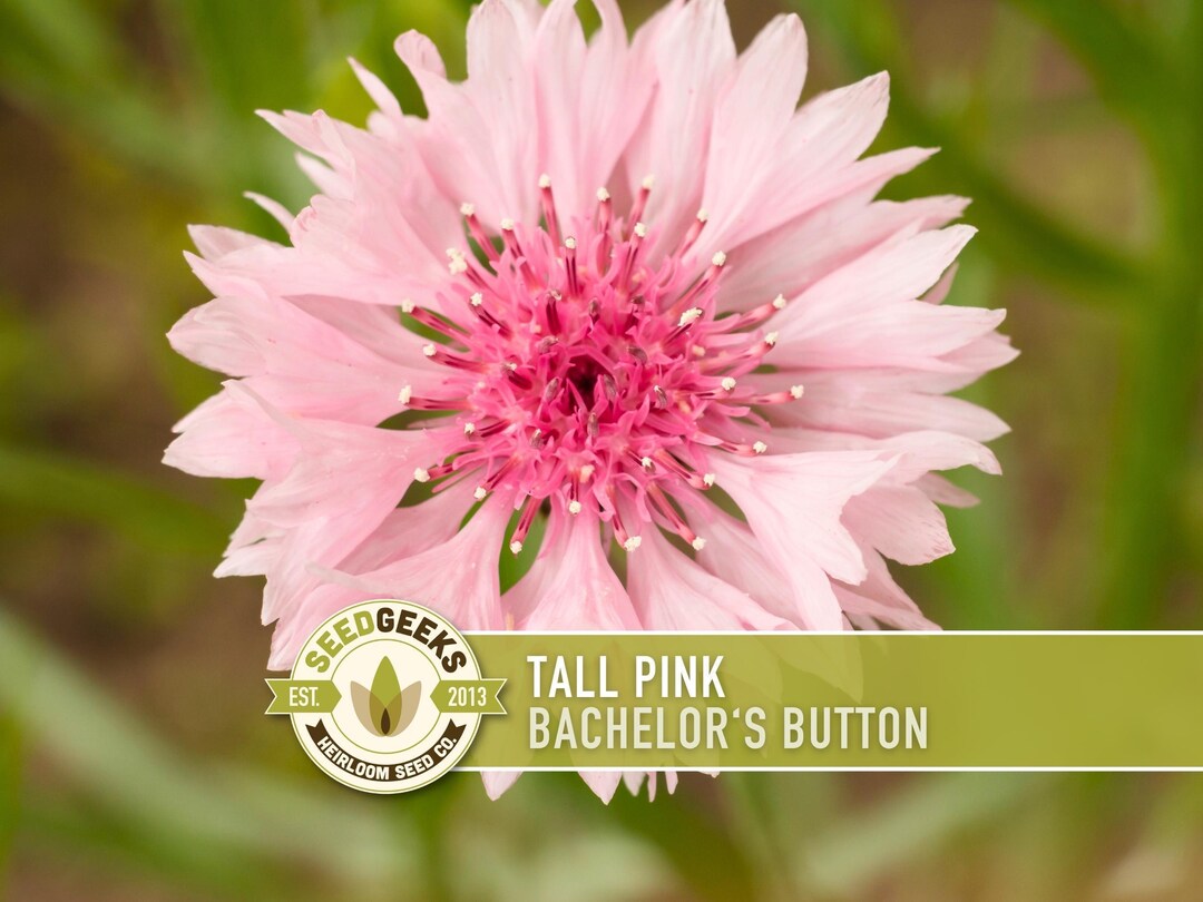 Pink Bachelor's Button Seeds | 100+ Seeds, Cornflower, Wildflower ...