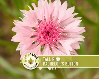 May include: A close-up of a tall pink Bachelor's Button flower with a dark pink center and light pink petals. The flower is in full bloom, with a blurred green background. The text "TALL PINK BACHELOR'S BUTTON" is displayed.