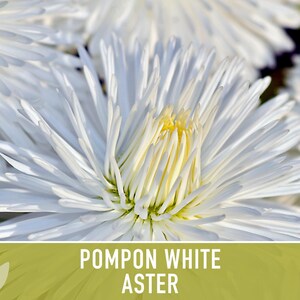 Semillas de flor de aster blanco pompón, aster chino tradicional, apto para abejas imagen 6