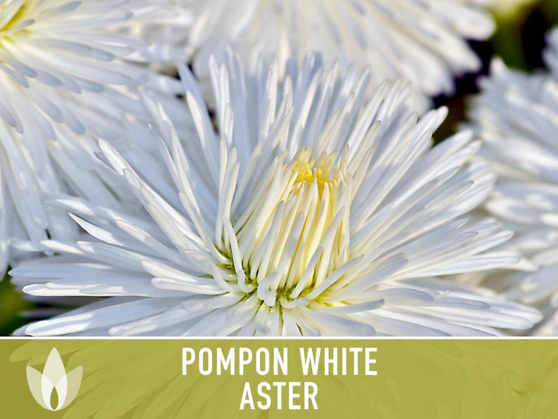 Semillas de flor de aster blanco pompón, aster chino tradicional, apto para abejas imagen 6