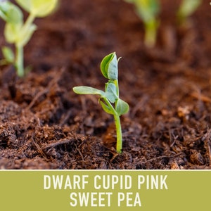 Sweet Pea, Cupid Pink Flower Seeds Heirloom Seeds, Dwarf Flower Seeds, Fragrant Flower, Pollinator Garden, Open Pollinated, Non-GMO image 9