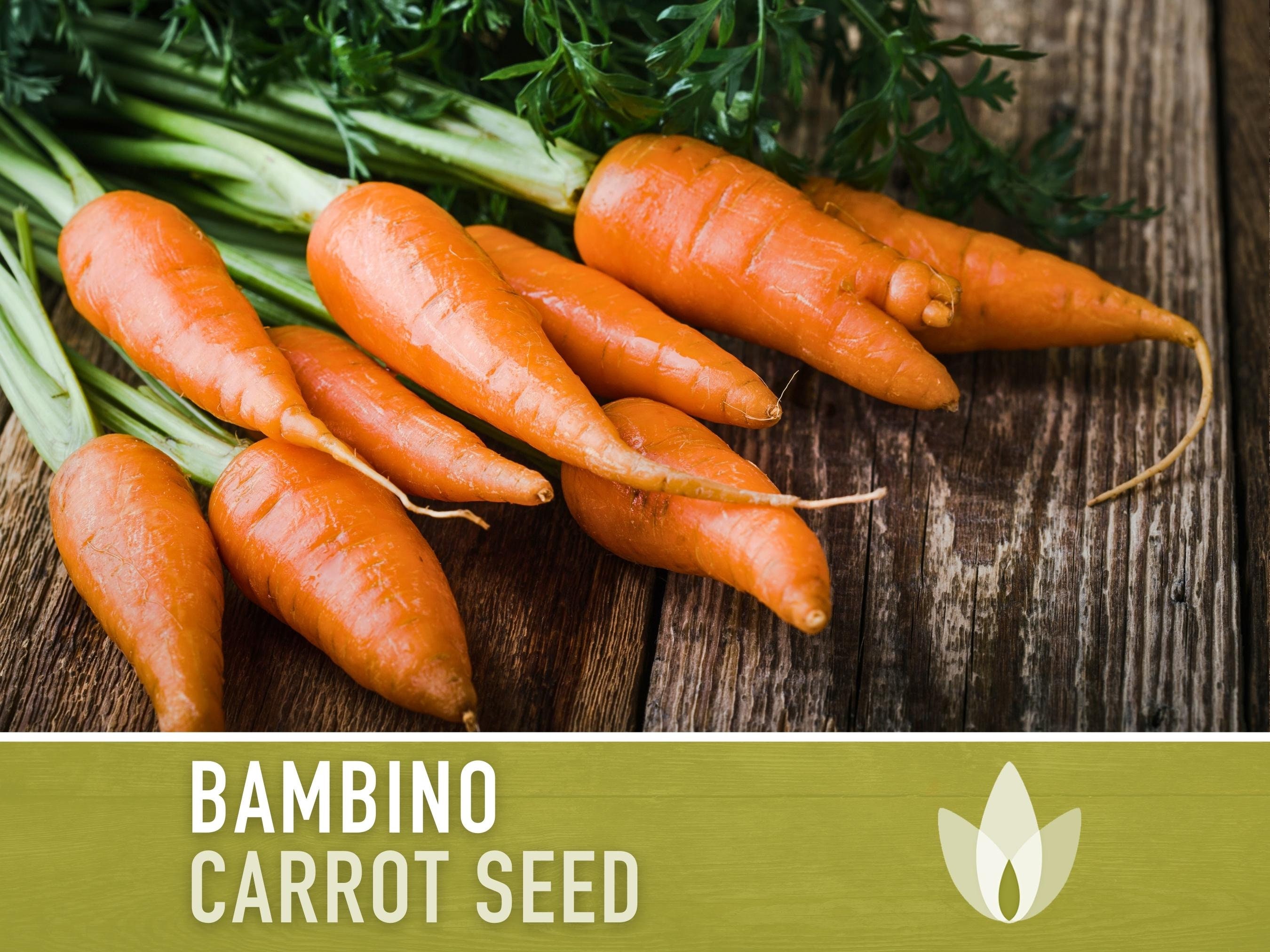 Bambino Carrot Heirloom Seeds Open Pollinated Orange Carrot 