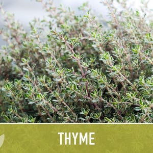 Thyme Herb Seeds | 200+ Seeds, Heirloom, Organic, Culinary, Medicinal, Rare, Perennial, Thymus vulgaris image 12