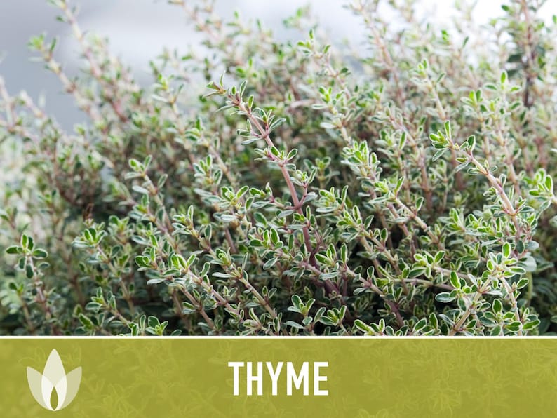 Thyme Herb Seeds | 200+ Seeds, Heirloom, Organic, Culinary, Medicinal, Rare, Perennial, Thymus vulgaris image 12
