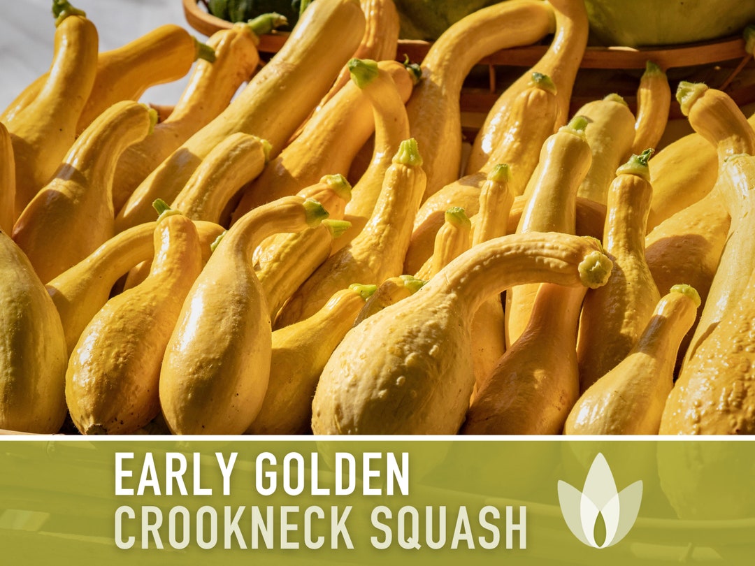 Early Golden Crookneck Summer Squash Heirloom Seeds Prolific, Buttery