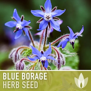 Borage Heirloom Seeds - Adored by the bees! - Non-GMO, Open Pollinated, Untreated