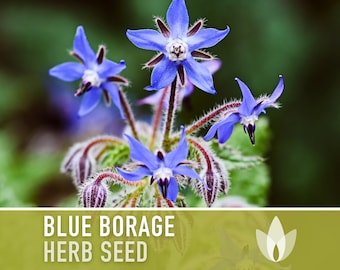 Borage Heirloom Seeds - Adored by the bees! - Non-GMO, Open Pollinated, Untreated