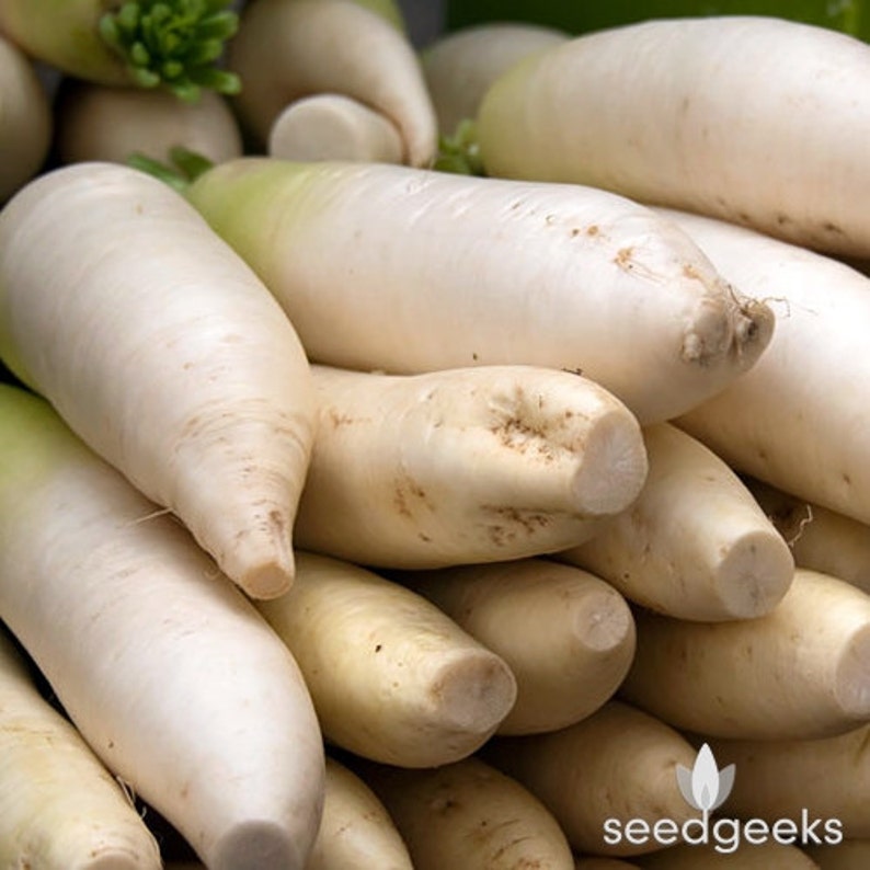 Japanese Minowase Daikon Radish Heirloom Seeds Etsy