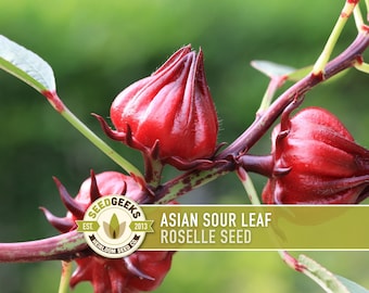 Roselle Hibiscus Seeds – Red Asian Sour Leaf, Edible Flower (Non-GMO)