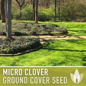 Micro Clover Seeds | 100,000+ Seeds 4 oz, Lawn Alternative, Drought Tolerant | Trifolium repens image 13