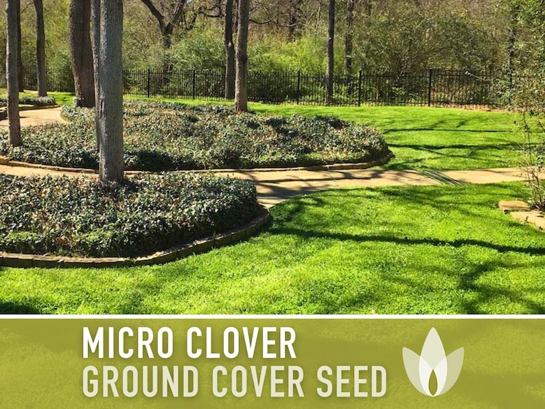 Micro Clover Seeds | 100,000+ Seeds 4 oz, Lawn Alternative, Drought Tolerant | Trifolium repens image 13