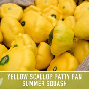 Yellow Scallop Patty Pan Bush Summer Squash Heirloom Seeds image 4