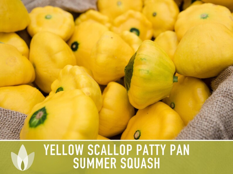 Yellow Scallop Patty Pan Bush Summer Squash Heirloom Seeds image 4