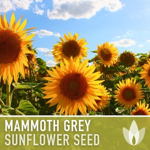 Mammoth Grey Stripe Heirloom Sunflower Seeds - Open Pollinated, Flower Seeds, Non-GMO