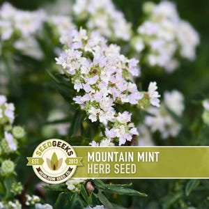 May include: Close-up of Mountain Mint herb seeds with white flowers and green foliage. The image features a SeedGeeks logo and text that reads "Mountain Mint Herb Seed". The background is blurred, highlighting the plant's details.