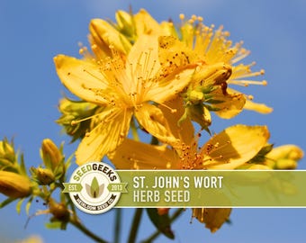 St. John's Wort Seeds - Heirloom Herb, Open Pollinated