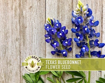 May include: Two vibrant blue Texas Bluebonnet flower stems with white accents are displayed against a rustic wooden background. The image includes a green banner with the text "TEXAS BLUEBONNET FLOWER SEED" and a logo.