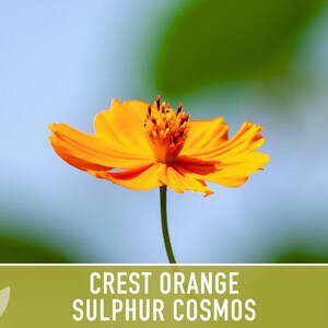 Crest Orange Sulphur Cosmos Seeds, Pollinator Friendly, Non-GMO image 6